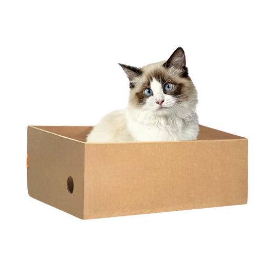 Cat Scratcher Box Set of 4 – A Season of Scratching Sorted